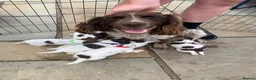 Sprocker dogs for sale: F1B litter of 8 cocker spaniels  - Advert 17