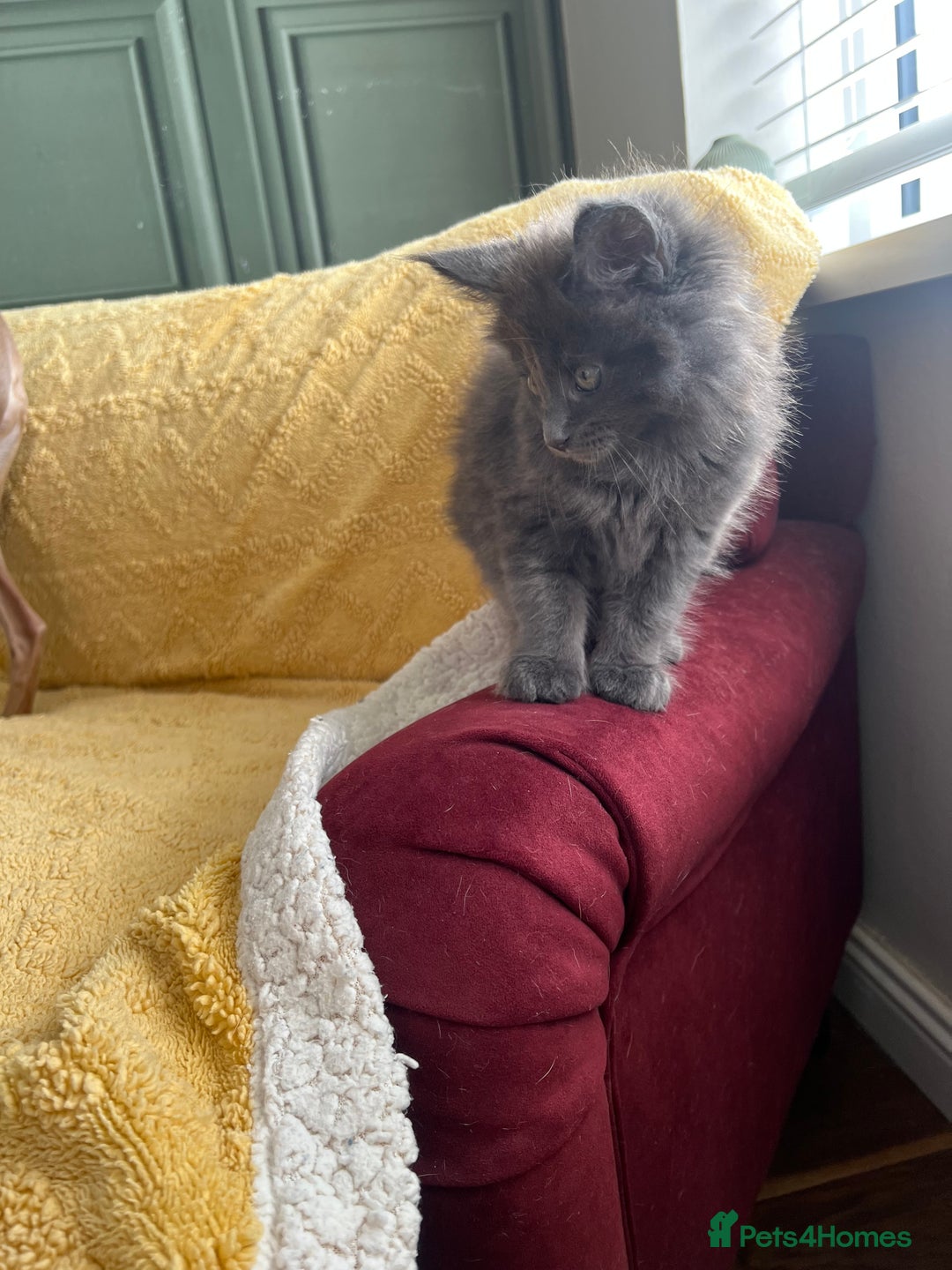 Maine Coon cats for sale: Chunky and fluffy Mainecoon kittens - Image 16