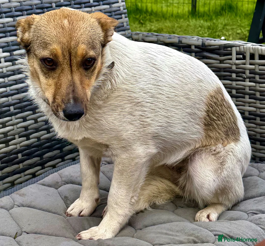 German Shepherd dogs for adoption: 🐾 DINA – Female German Shepherd (Miniature) 🐾 - Advert 1