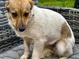 German Shepherd dogs 🐾 DINA – Female German Shepherd (Miniature) 🐾 - Advert 8