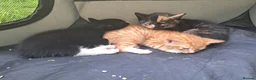 Mixed Breed cats for sale: Beautiful Kittens Ready for Loving Homes in Ottery Saint Mary - Advert 12