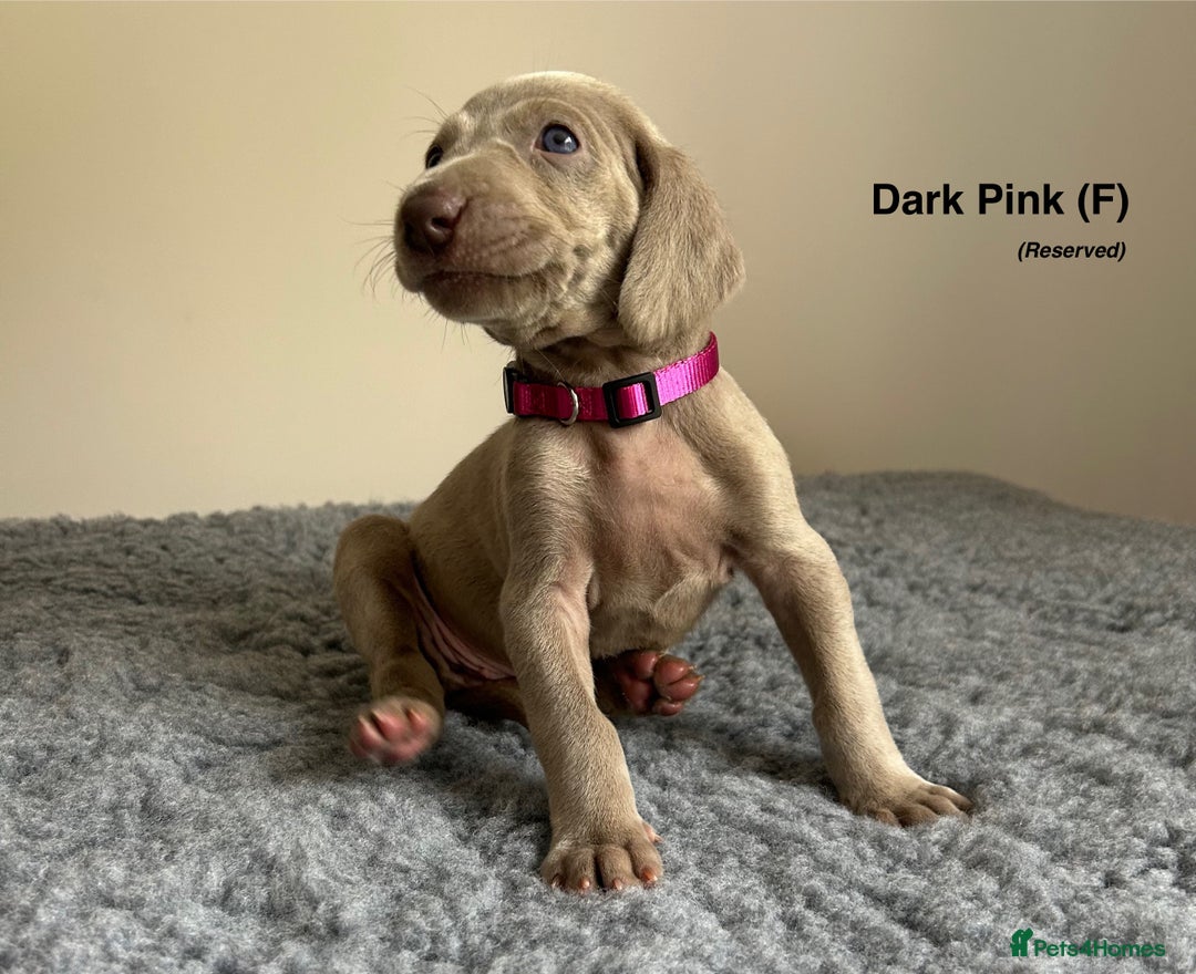 Weimaraner dogs for sale: Exceptional litter of Weimaraner puppies  - Image 14