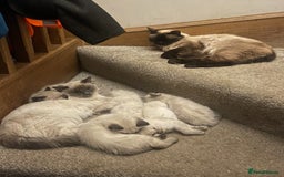 Ragdoll cats for sale: BEAUTIFUL PEDIGREE RADOLL KITTENS!!! - Image 6