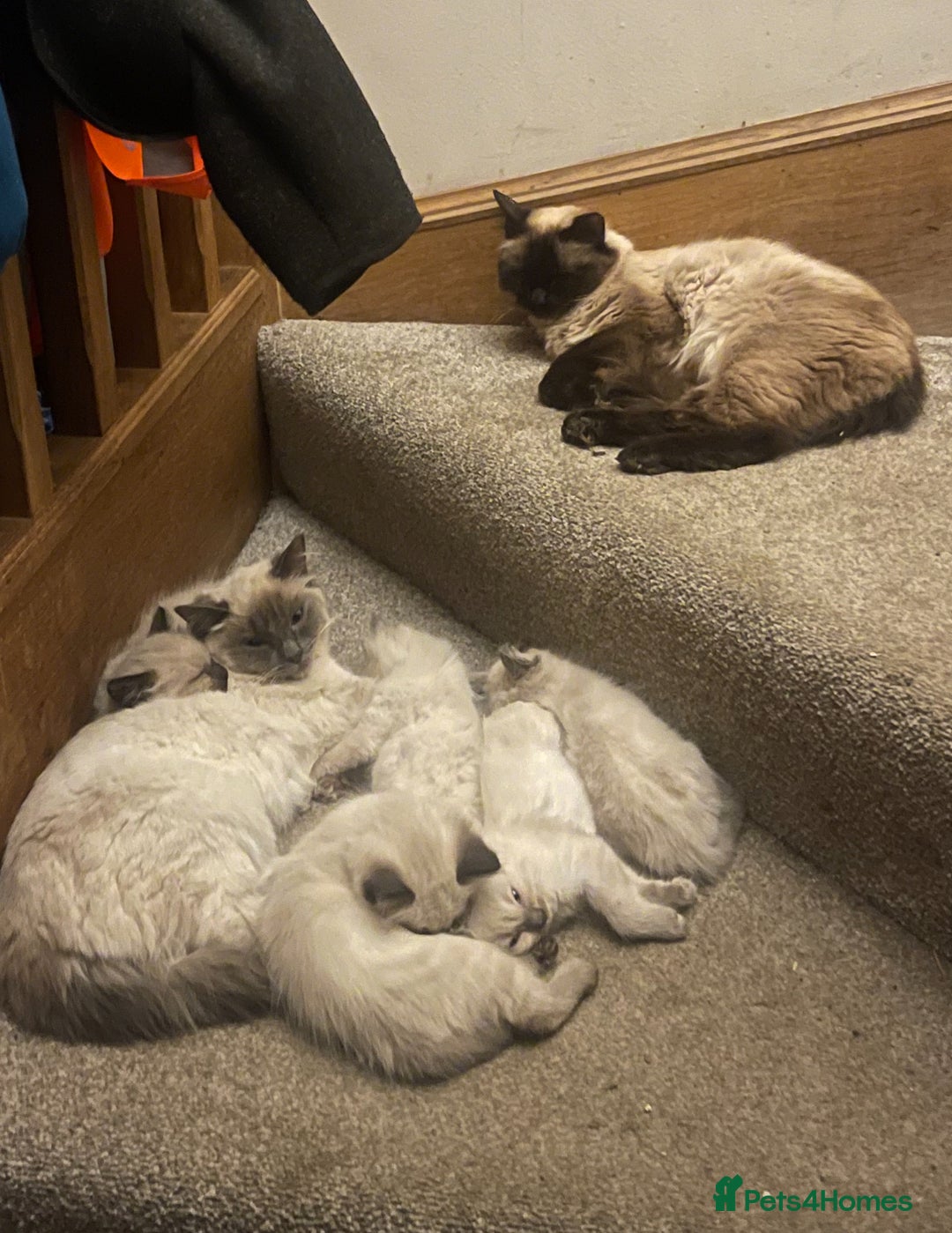 Ragdoll cats for sale: BEAUTIFUL PEDIGREE RADOLL KITTENS!!! - Image 6
