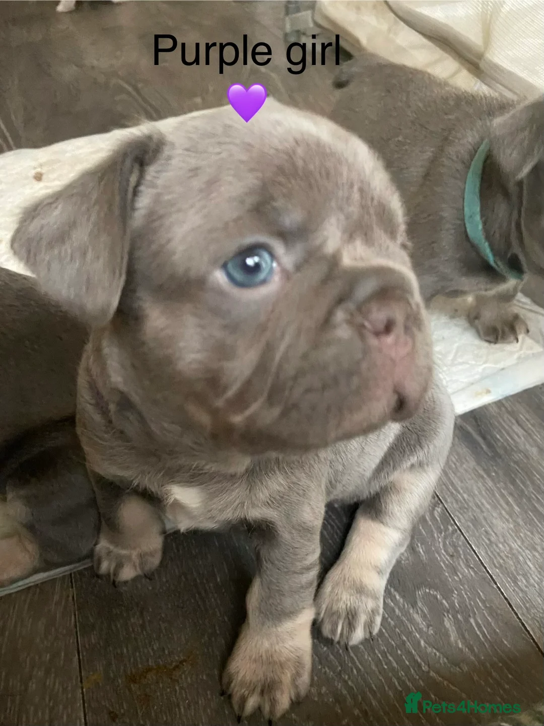 French Bulldog dogs for sale: French bulldog puppies - Advert 4