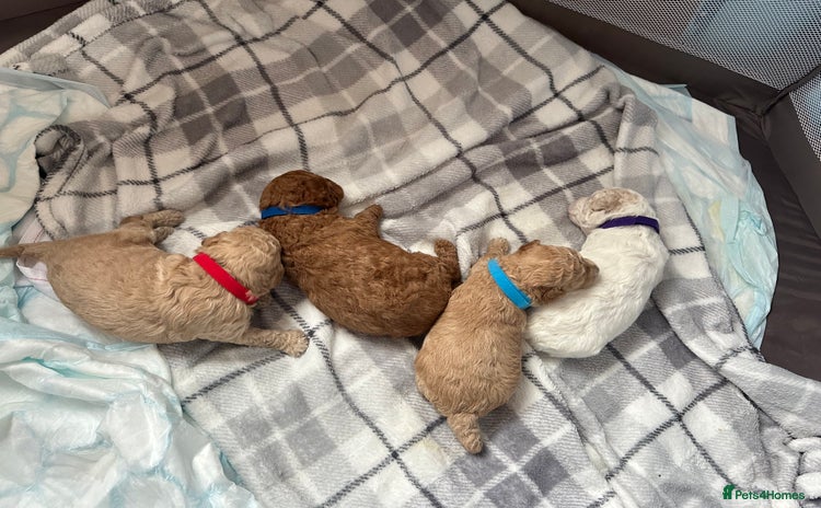 Cavapoochon dogs - Advert 1
