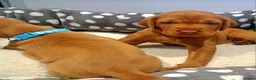 Hungarian Vizsla dogs for sale: Wirehaired vizsla puppies  - Advert 6