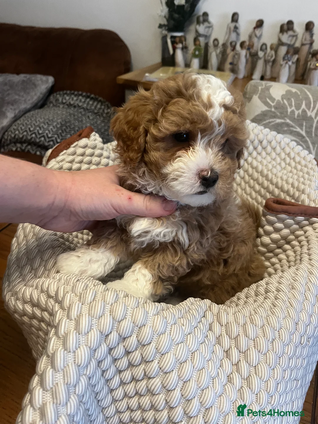 Maltipoo dogs for sale: Gorgeous Maltipoo  - Advert 7