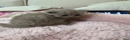 British Shorthair cats for sale: British short hair in Manchester - Advert 11