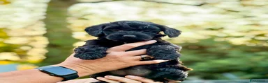 Cockapoo 3