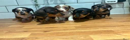 Dachshund dogs for sale: Beautiful dachshund puppies - Advert 3
