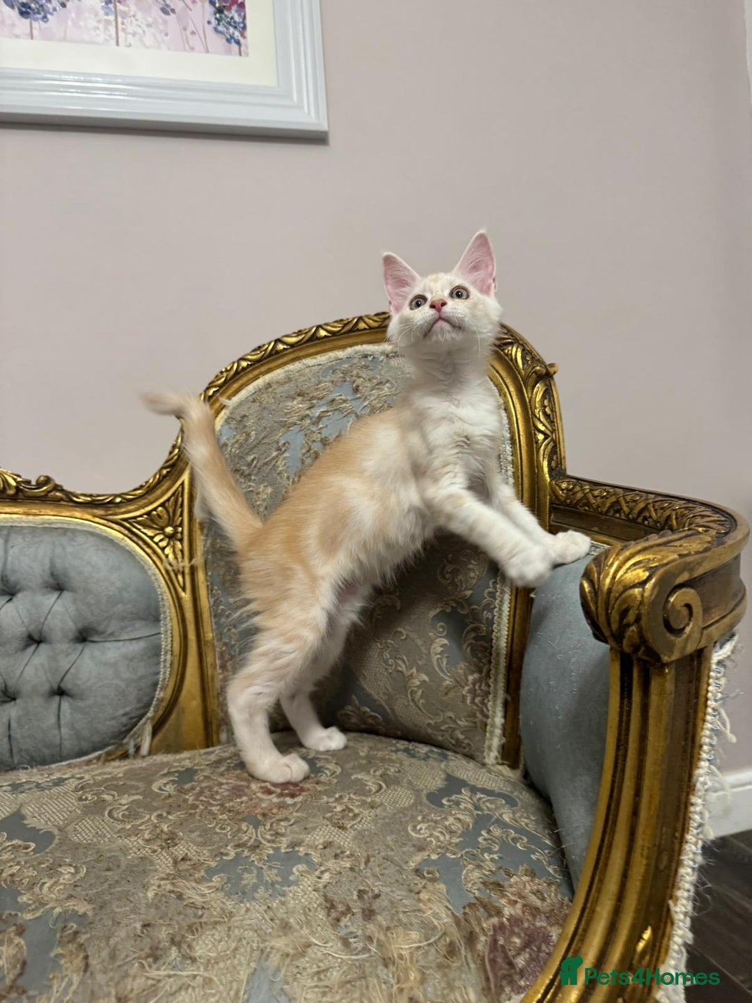 Maine Coon cats for sale: Maine Coon Kittens 🏆 20+ gen 🧬 pedigree 🎄🎄🎄 - Advert 28