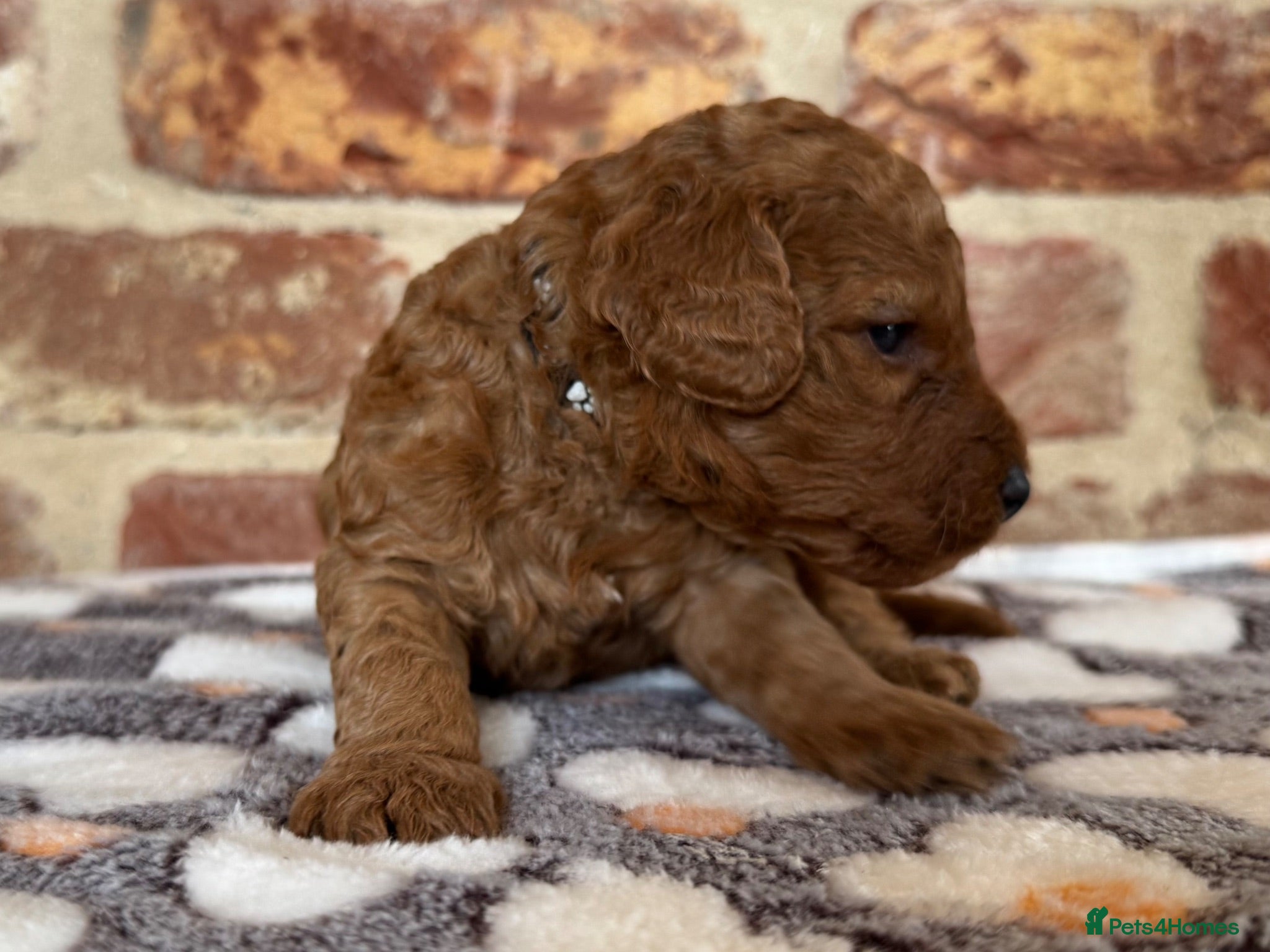 Cockapoo dogs F1b Red cockapoos 🤎 - Advert 2