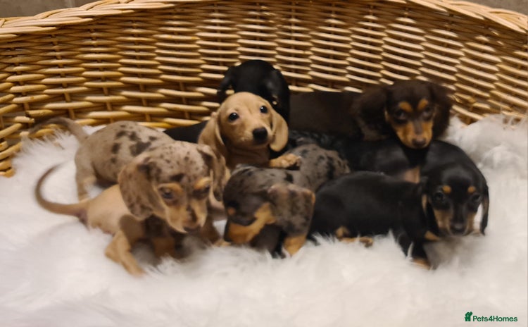 Miniature Dachshund dogs - Advert 4
