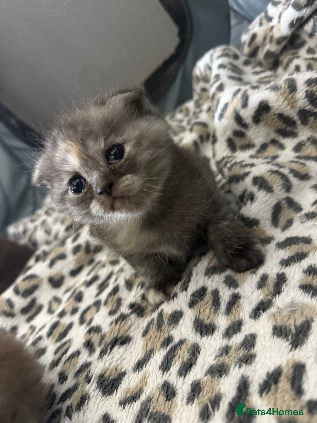 Scottish Fold cats for sale: Stunning Rainbow litter ready for  **   - Advert 32