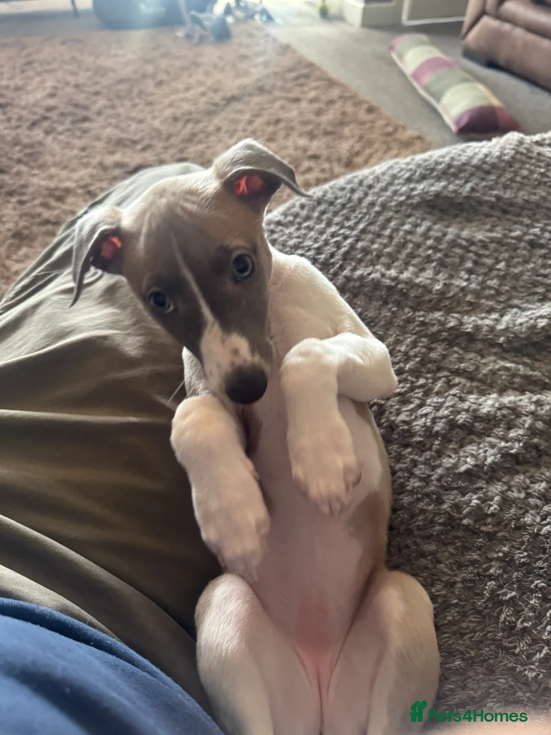 Whippet dogs for sale: KC Reg Bitch Blue/Fawn & White - Advert 2