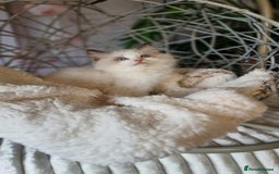 Ragdoll cats for sale: Quality Tica reg Ragdoll kittens  - Image 8