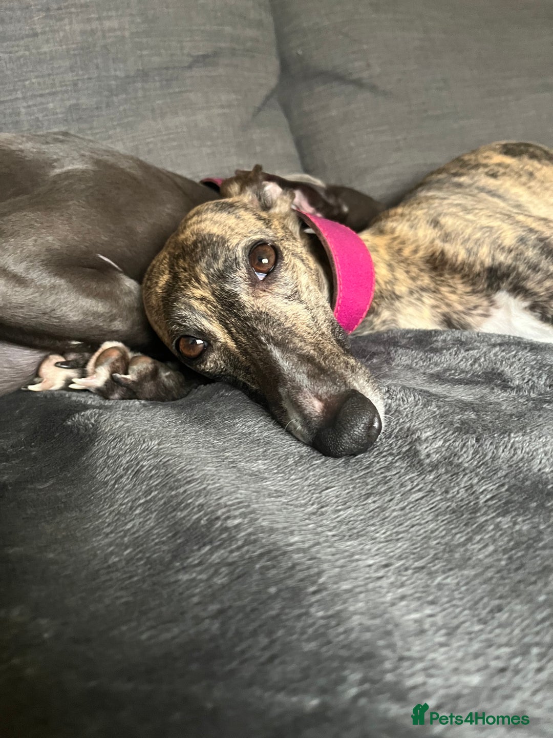 Whippet dogs for sale: Waiting List Now Open - KC Whippets - Advert 6