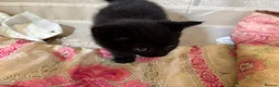 Mixed Breed cats for sale: 3 fluff babies  in Liverpool - Advert 5