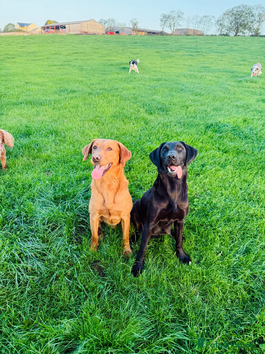 Labrador Retriever dogs for stud: Health clear,hip scored,KC Red Labrador for stud in Darlington - Advert 7