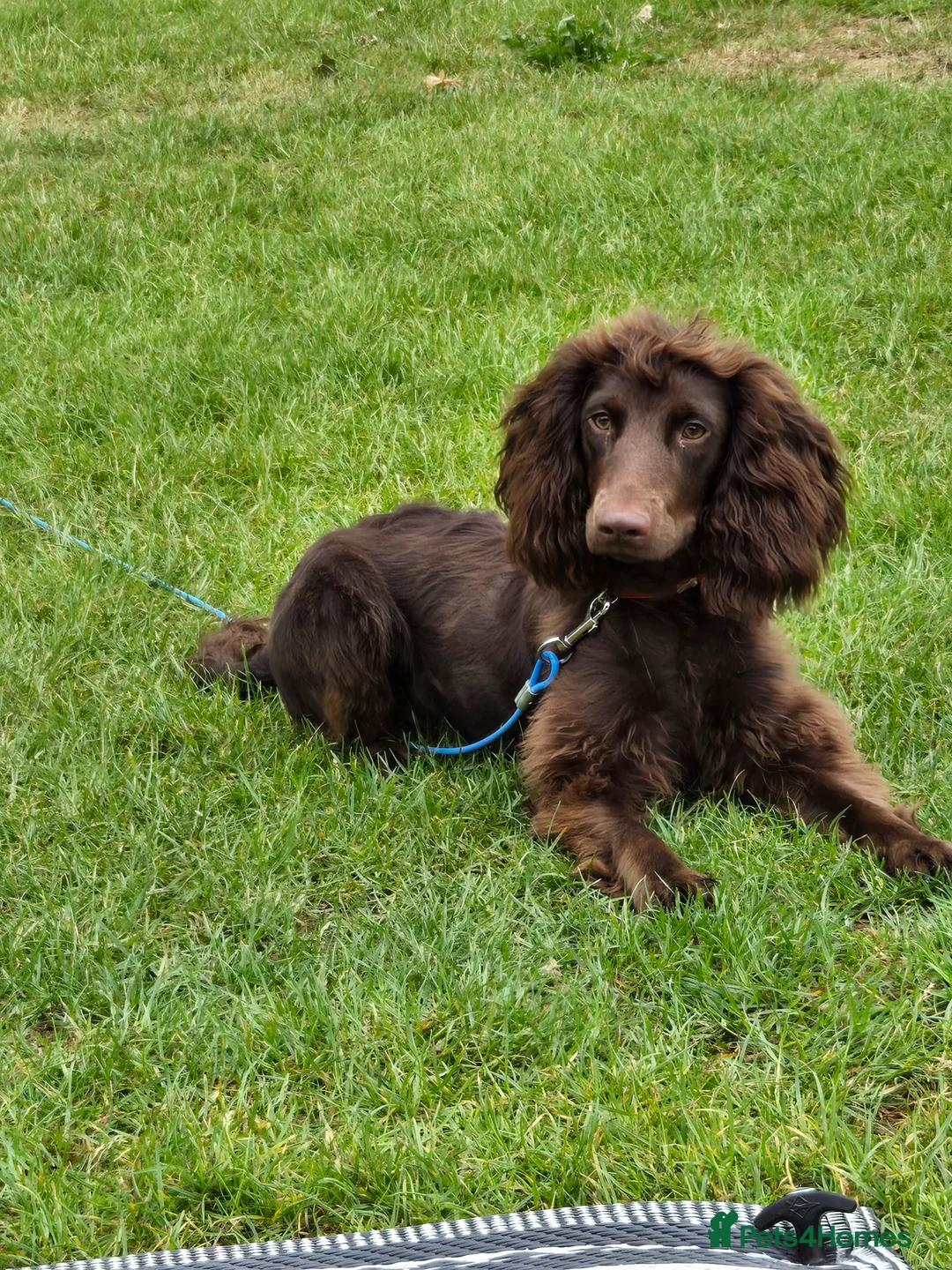 Cockapoo dogs for stud: For Stud in Wolverhampton - Advert 2