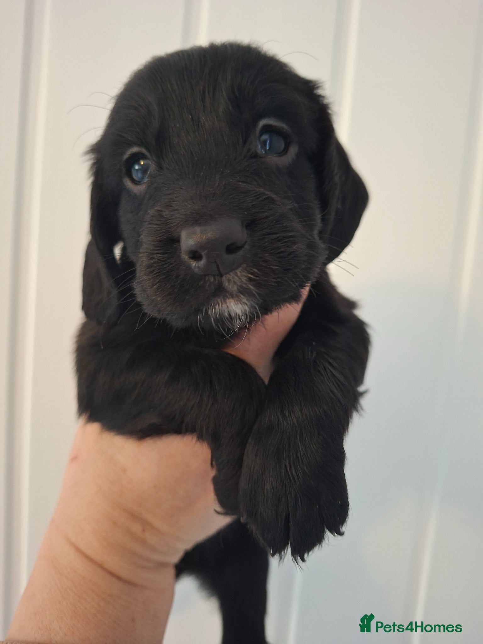 Cocker Spaniel dogs 1 black boy remaining  - Advert 15