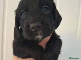 Cocker Spaniel dogs 1 black boy remaining - Advert 15