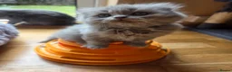 British Shorthair cats for sale: Kittens lilac and blue boys, shorthair, longhair  - Advert 12