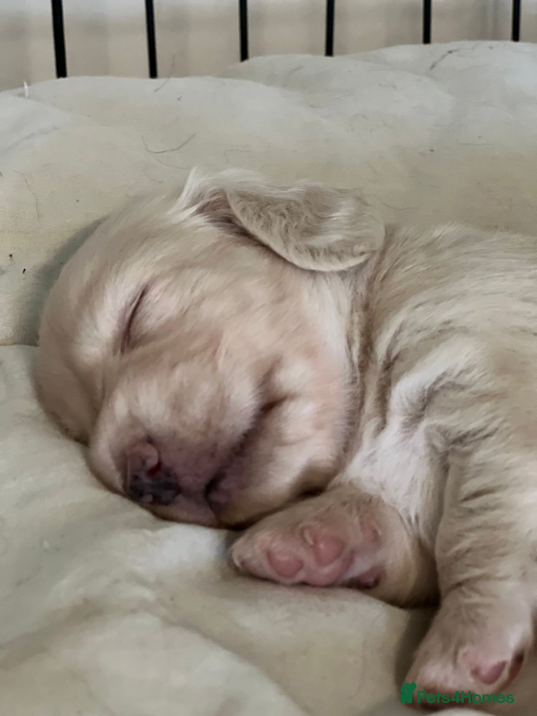 Miniature Dachshund dogs for sale: Long haired English cream male mini dachshund  - Image 1