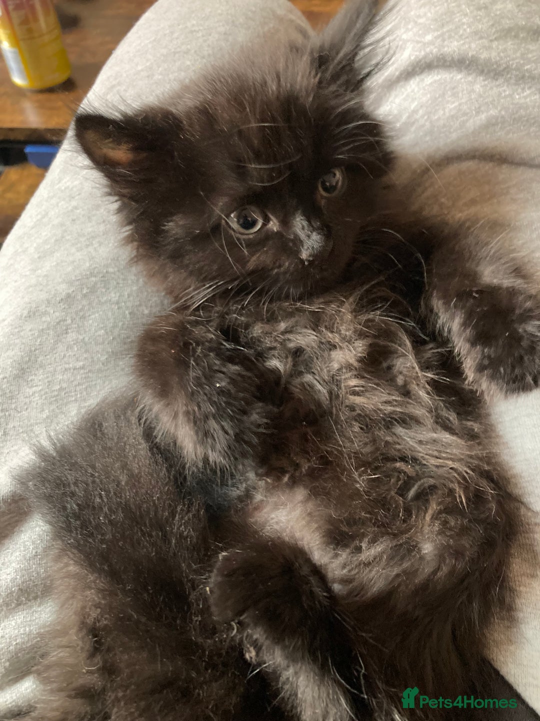 Turkish Angora cats for sale: 3 beautiful kittens ready to find a loving home  - Image 13