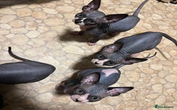 Sphynx cats for sale: 2 girls & 2 boys for sale  - Advert 8