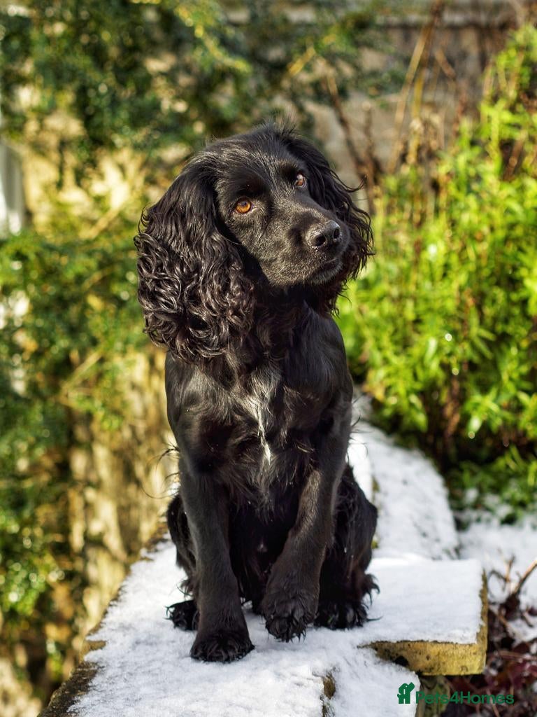 Cocker Spaniel dogs Fully health tested KC working cocker stud in Dorchester - Advert 4