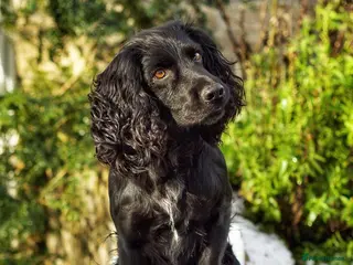 Cocker Spaniel dogs Fully health tested KC working cocker stud in Dorchester - Advert 17