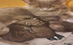 Chartreux cats for sale: Chartreux kittens - Image 4