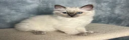 Ragdoll cats for sale: 🩵 READY NOW blue colourpoint ragdoll GIRL 🩵 - Advert 5
