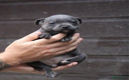 Staffordshire Bull Terrier dogs for sale: 9 Beautiful Black & Blue pups  - Image 4