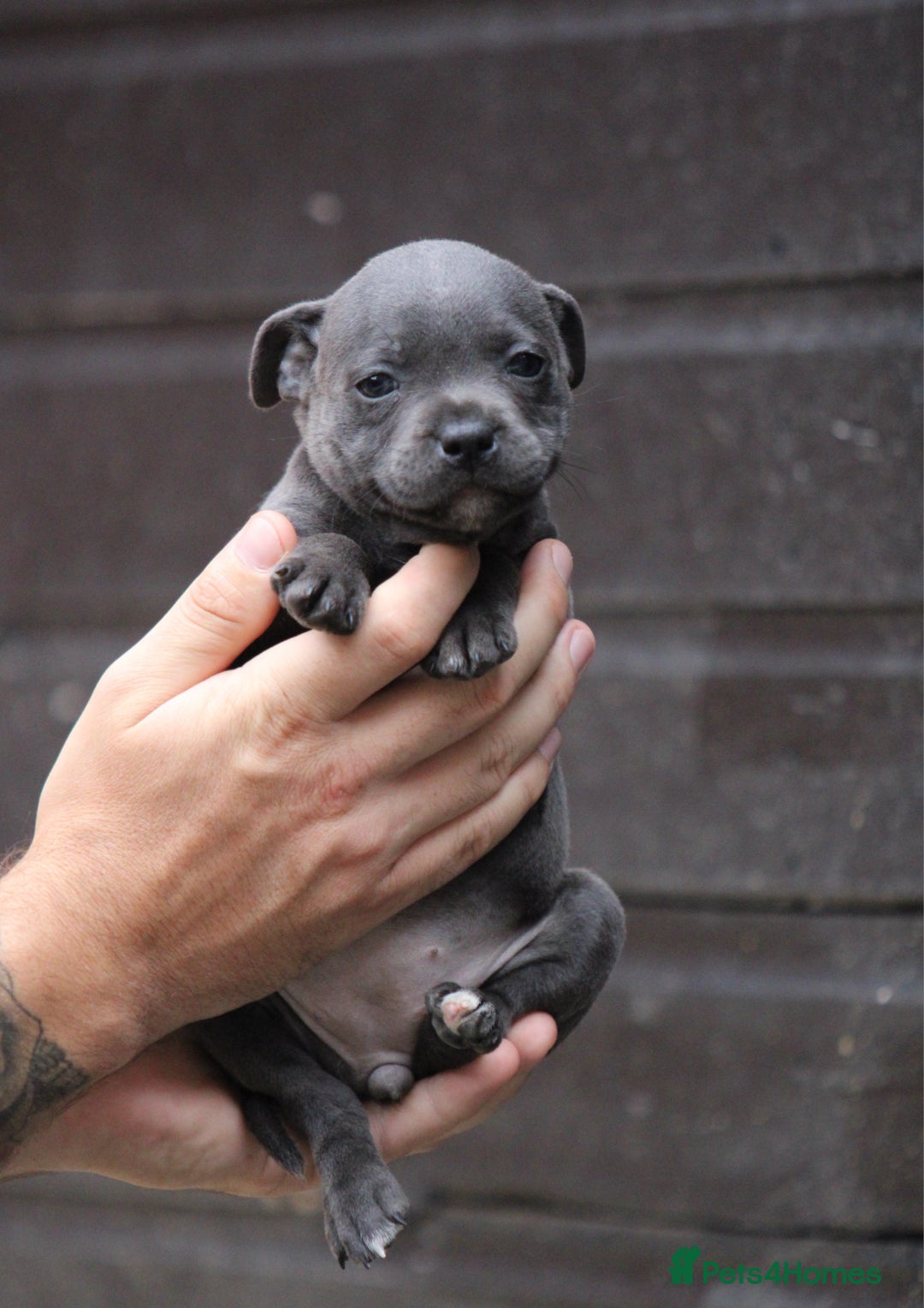 Staffordshire Bull Terrier dogs for sale: 9 Beautiful Black & Blue pups  - Image 4