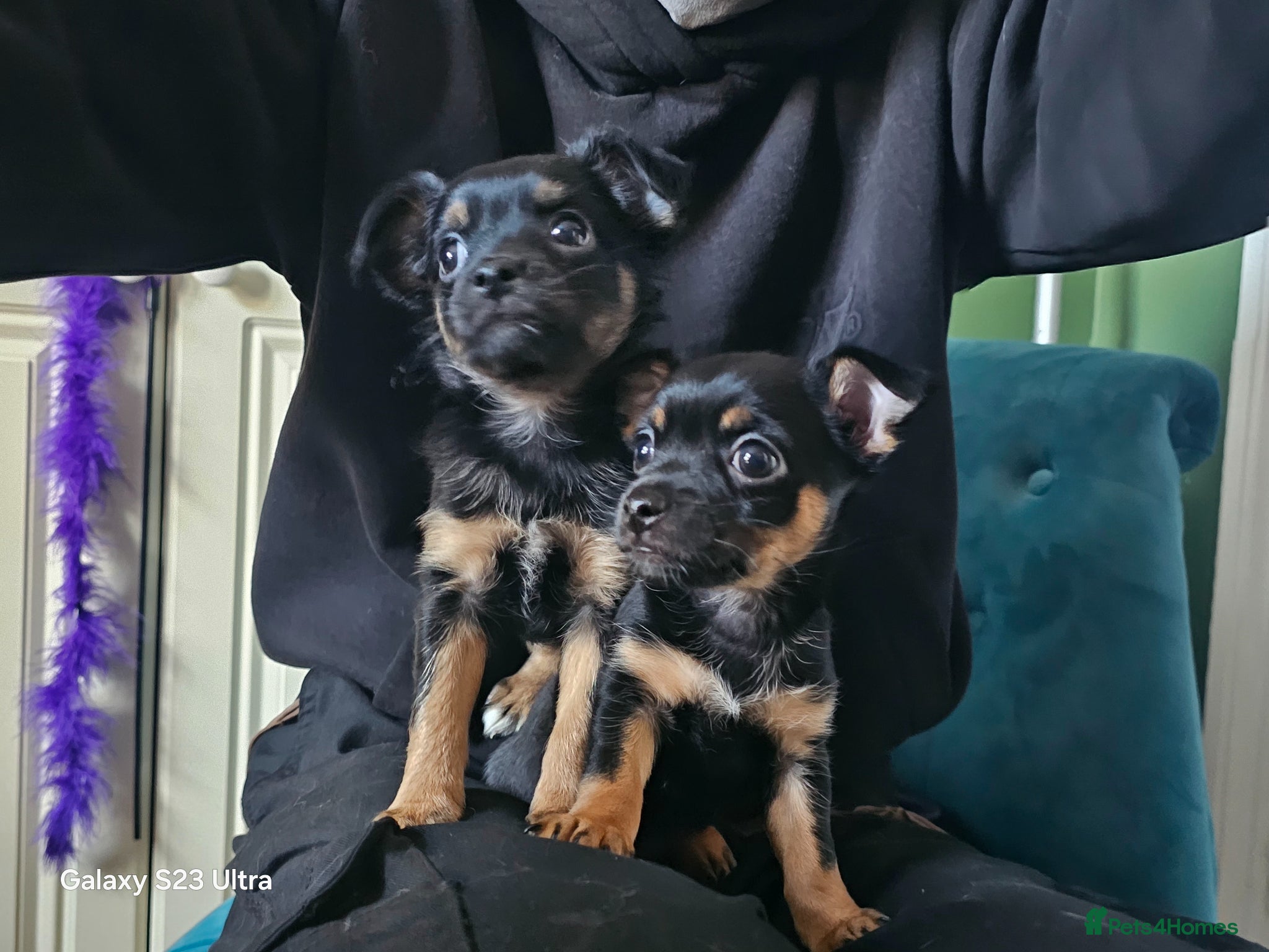 Chorkie dogs Two Female Pups  - Advert 1