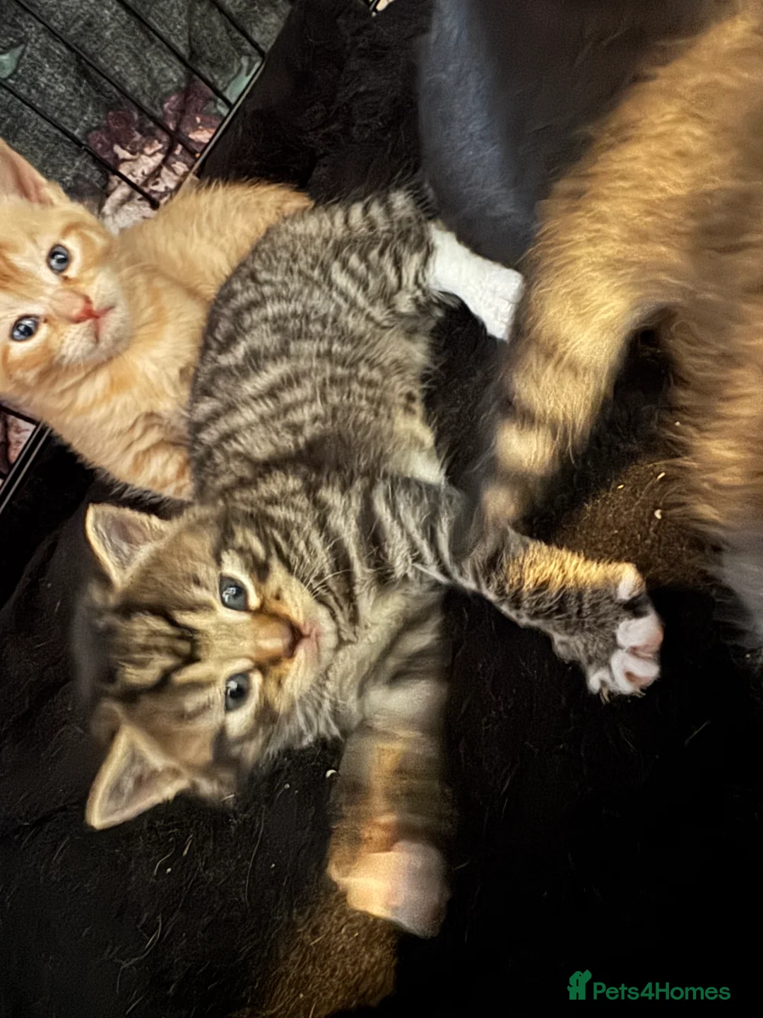 Mixed Breed cats for sale: 3 beautiful little kittens - Advert 2