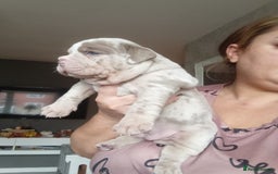 Olde English Bulldogge dogs for sale: Beautiful olde English bulldogs 🩷 - Image 5