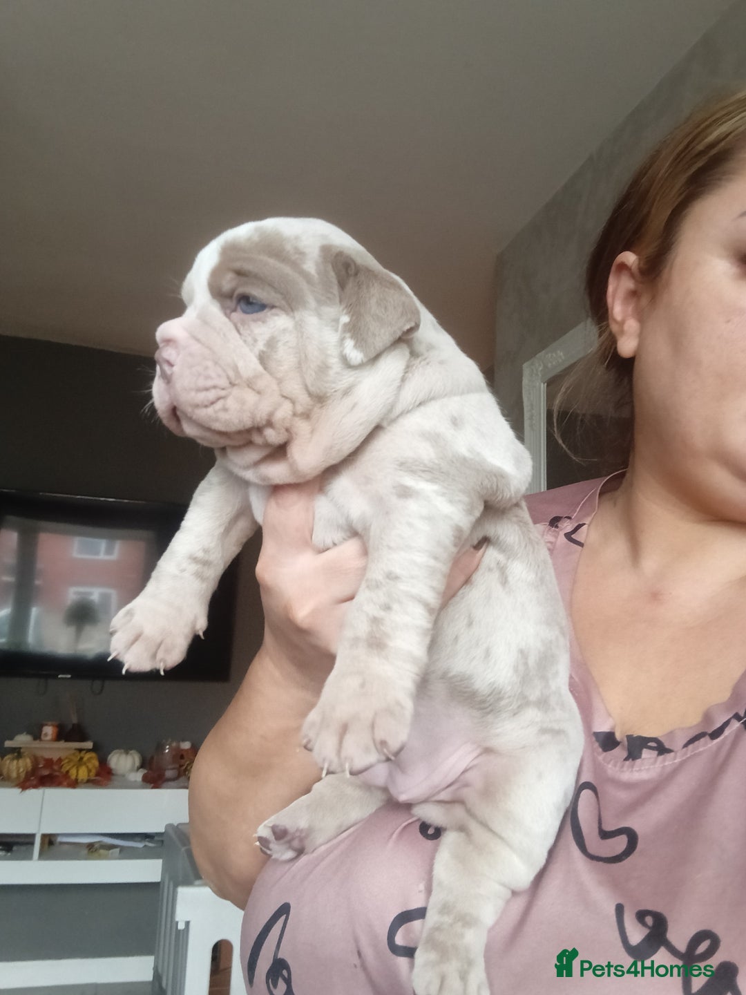 Olde English Bulldogge dogs for sale: Beautiful olde English bulldogs 🩷 - Image 5