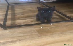 Bengal cats for sale: Bengal x - Image 16