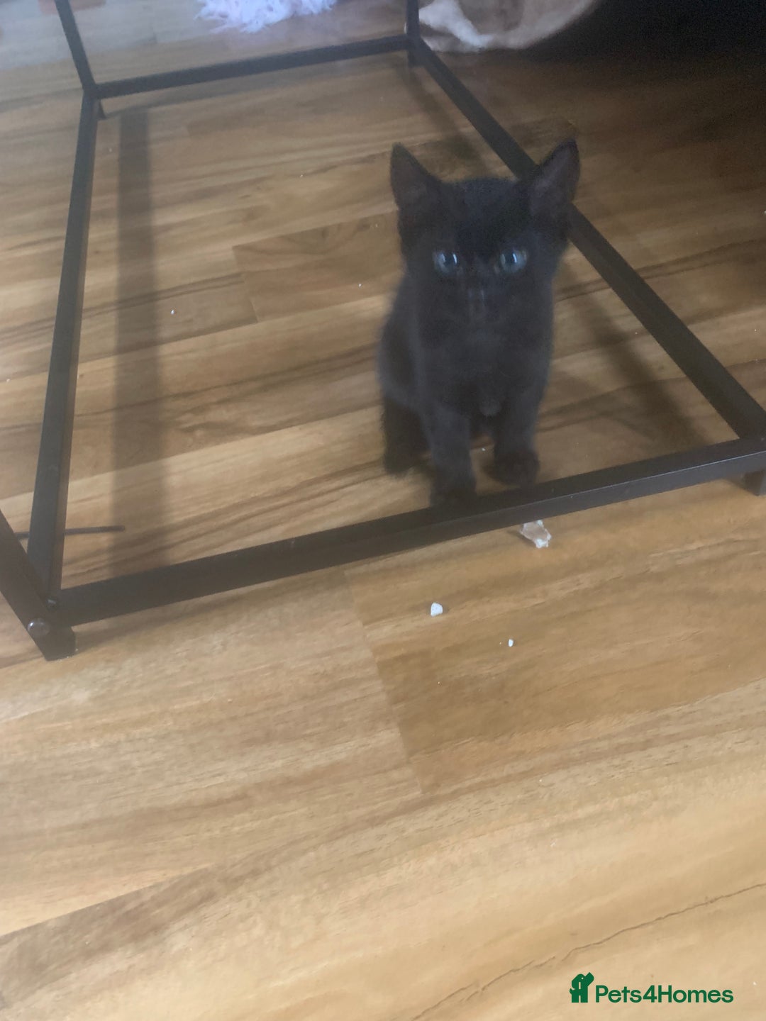 Bengal cats for sale: Bengal x - Image 16