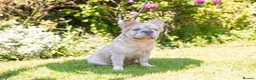 French Bulldog dogs for stud: French bulldog studs - Advert 6