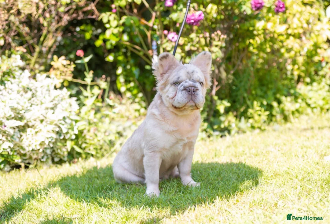 French Bulldog dogs for stud: French bulldog studs - Advert 6