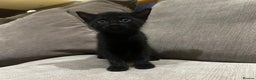 Mixed Breed cats for sale: Kittens looking for forever homes - Advert 2