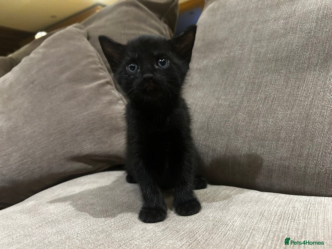 Mixed Breed cats for sale: Kittens looking for forever homes - Advert 2