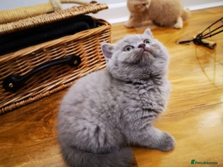 British Shorthair cats British shorthair kittens - Advert 1
