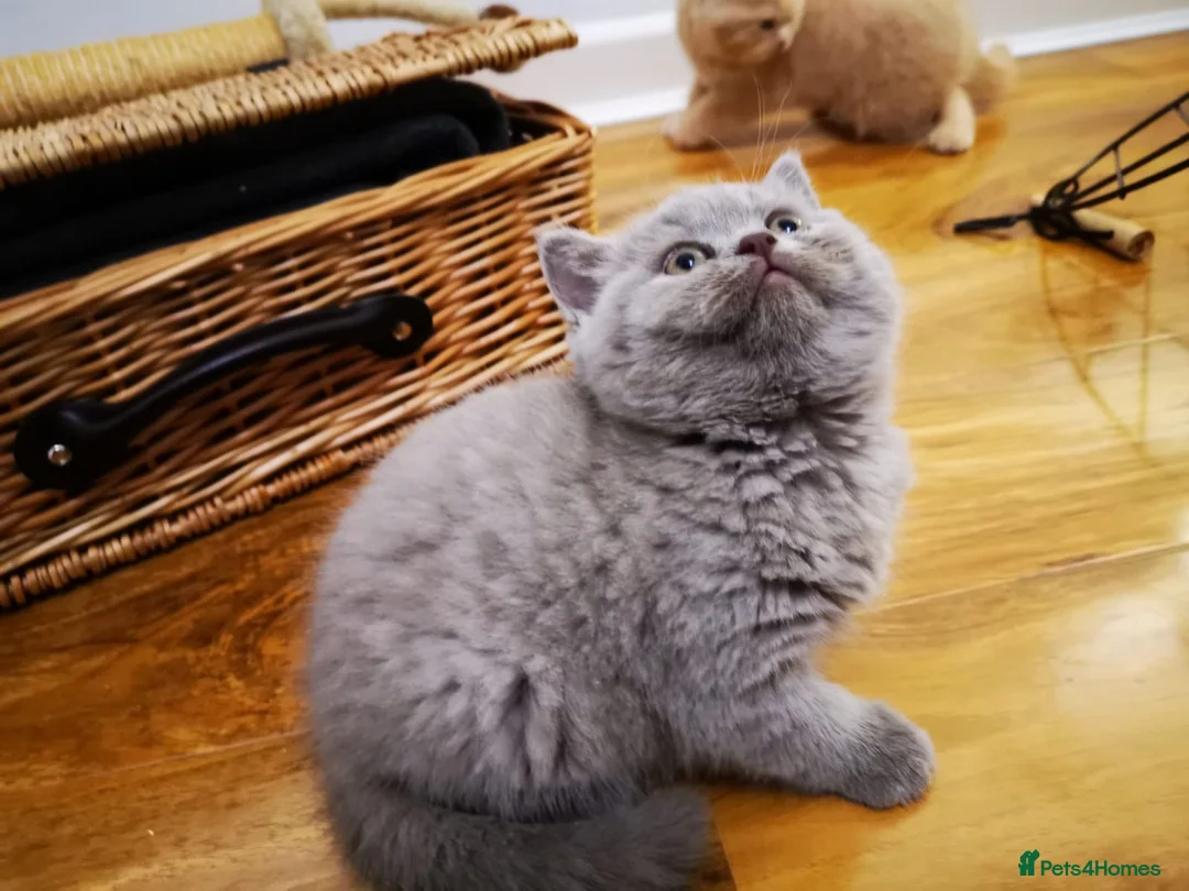 British Shorthair cats for sale: British shorthair kittens - ready now  - Advert 2