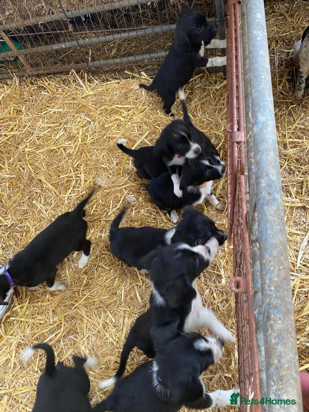 Mixed Breed dogs for sale: Collie x spaniel puppies - Image 4